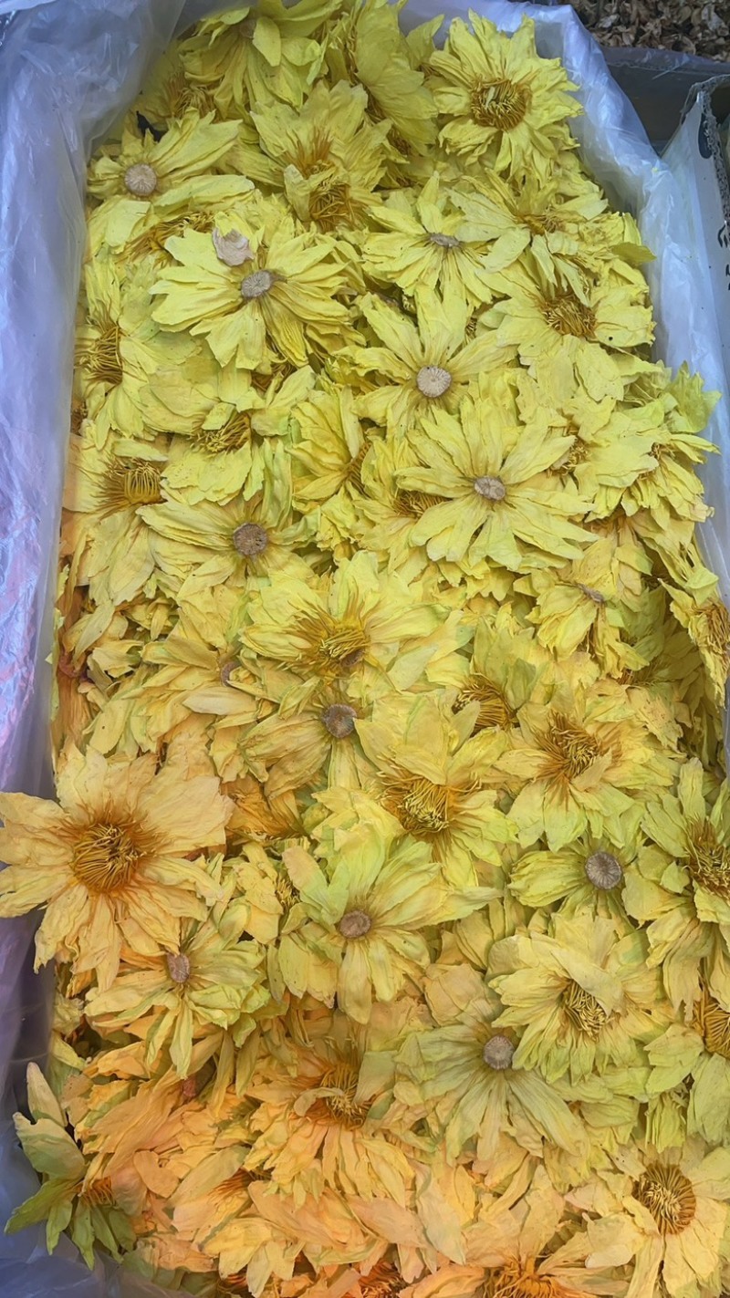九品香水莲大货批发