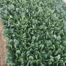 大棚趴地小菠菜大量上市需要的联系产地一手货源大量现货供应