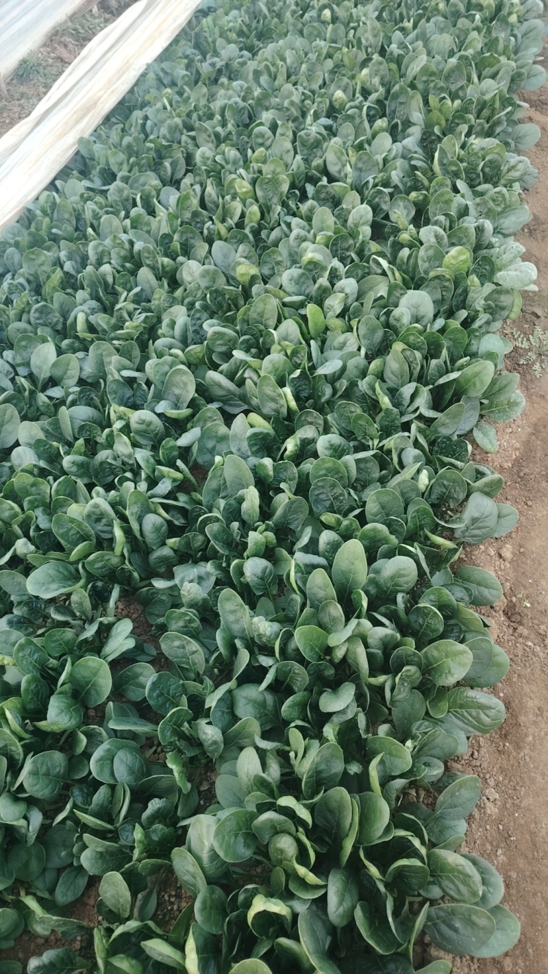 大棚趴地小菠菜大量上市需要的联系产地一手货源大量现货供应