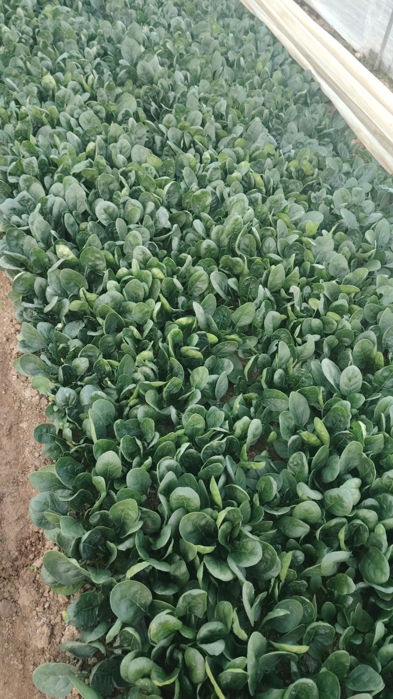 大棚趴地小菠菜大量上市需要的联系产地一手货源大量现货供应