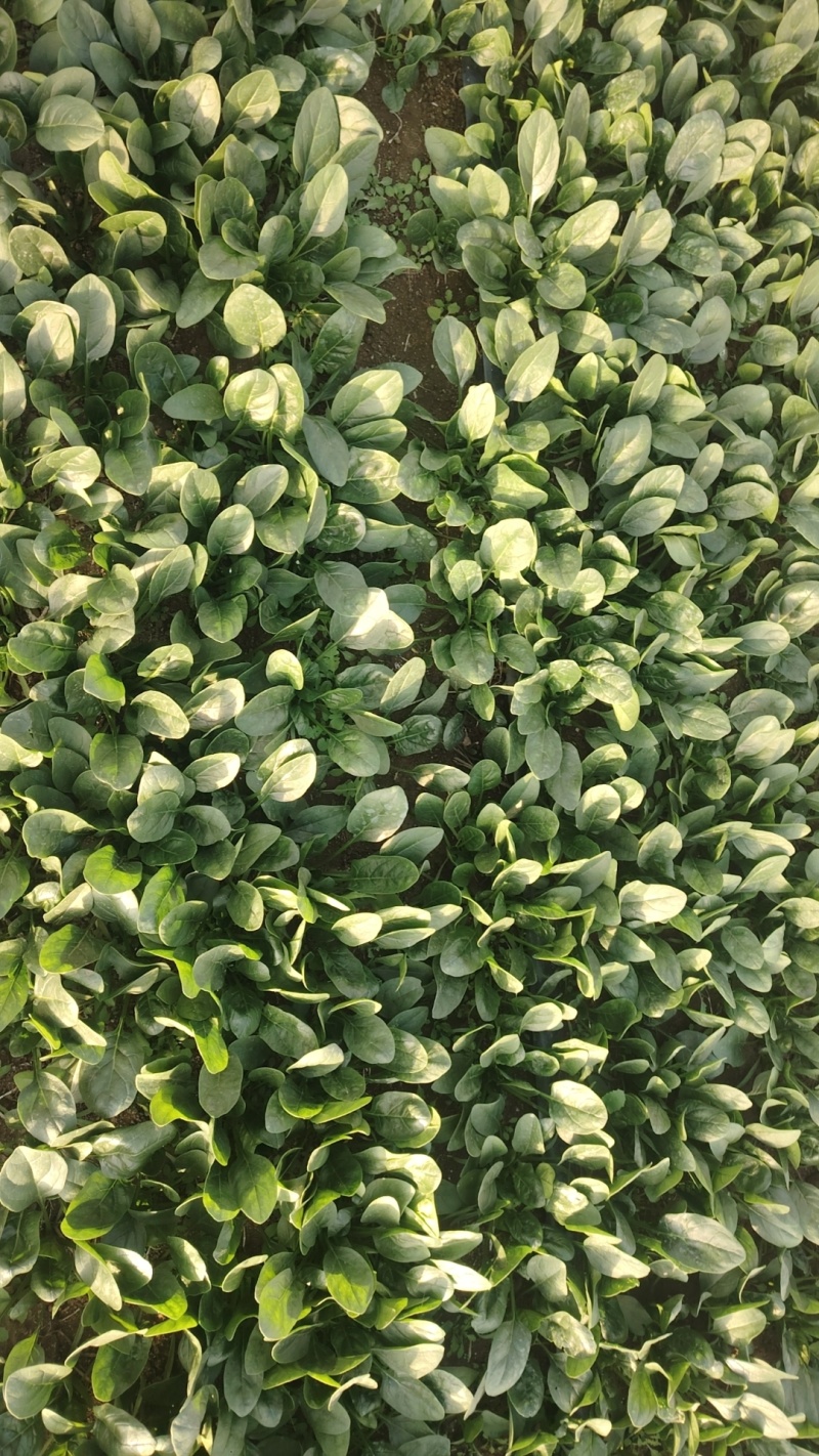大棚趴地小菠菜大量上市需要的联系产地一手货源大量现货供应