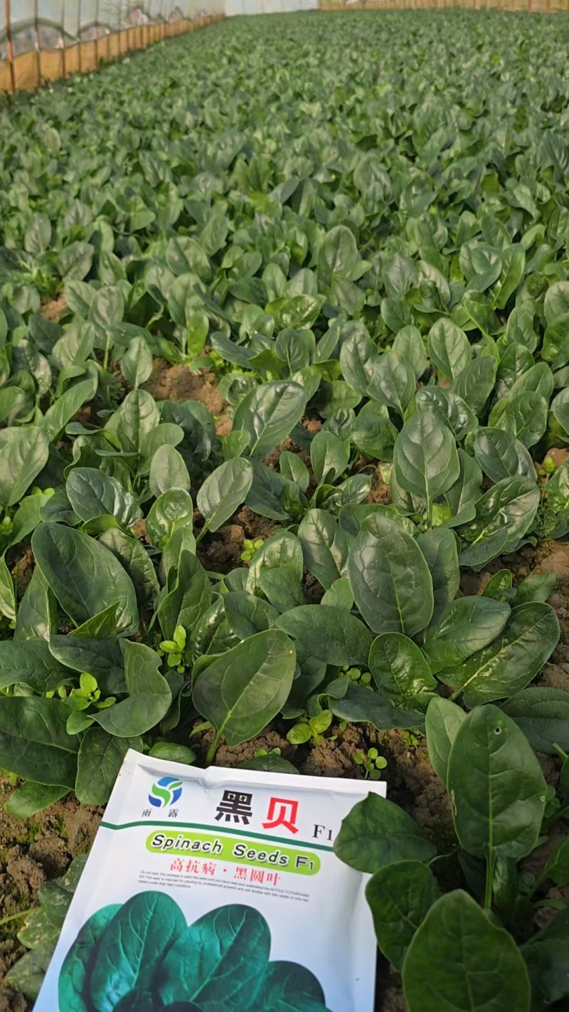 大棚趴地小菠菜大量上市需要的联系产地一手货源大量现货供应