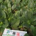 大棚趴地小菠菜大量上市需要的联系产地一手货源大量现货供应
