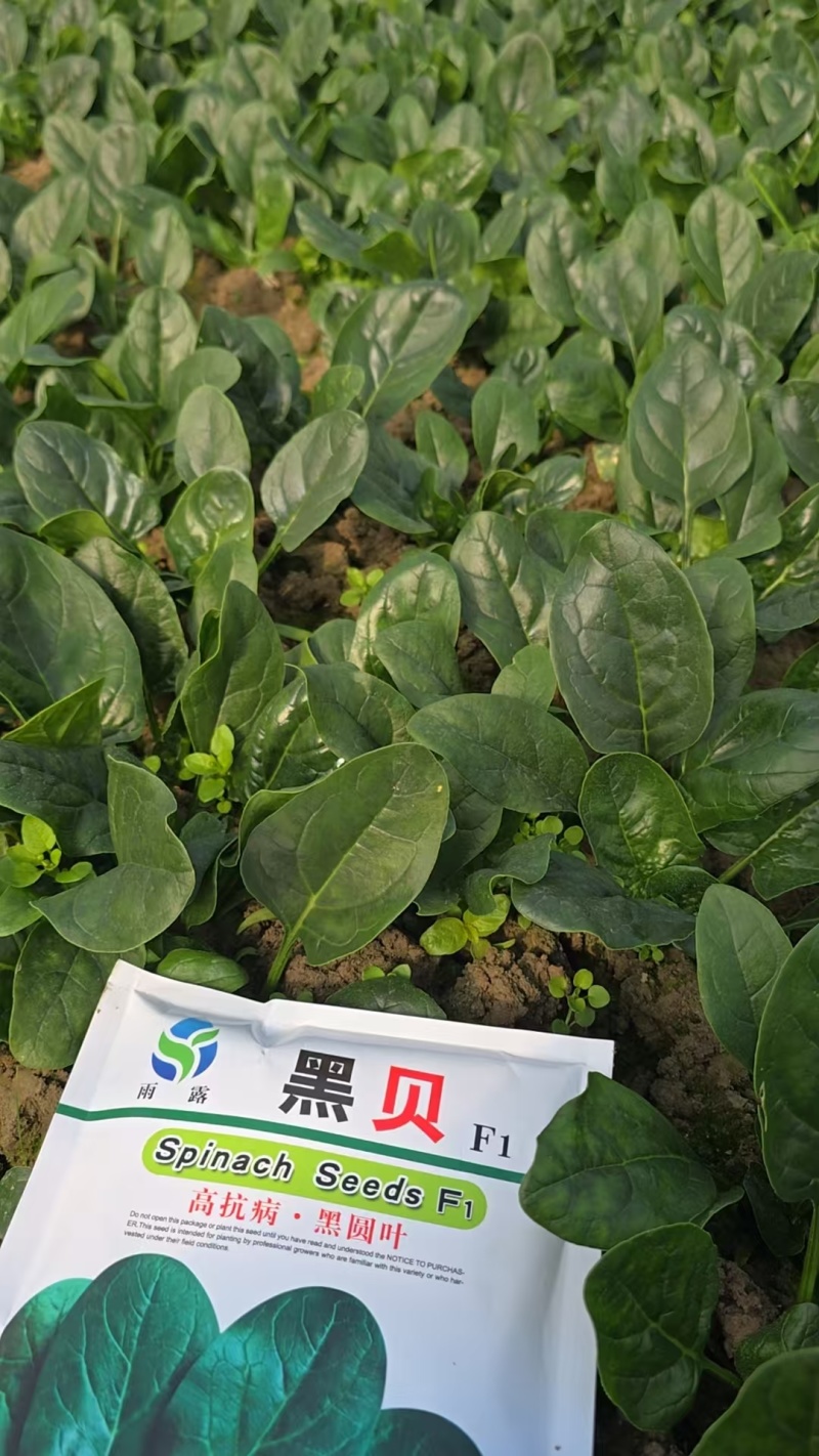 大棚趴地小菠菜大量上市需要的联系产地一手货源大量现货供应