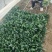 大棚趴地小菠菜大量上市需要的联系产地一手货源大量现货供应