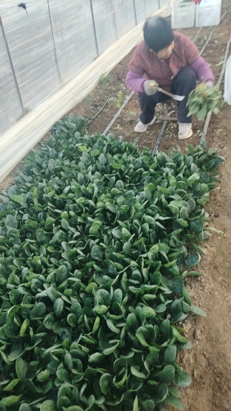 大棚趴地小菠菜大量上市需要的联系产地一手货源大量现货供应
