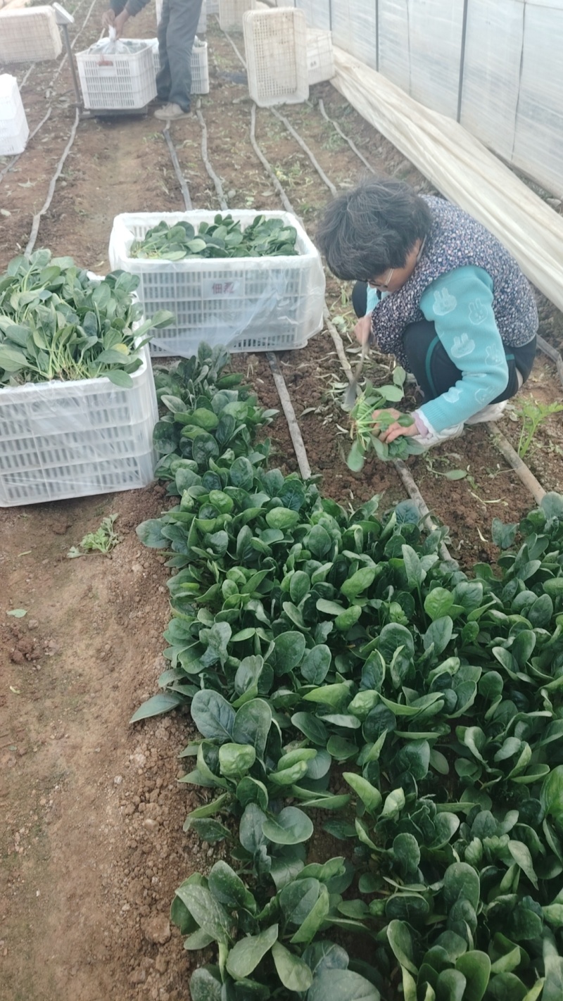 大棚趴地小菠菜大量上市需要的联系产地一手货源大量现货供应