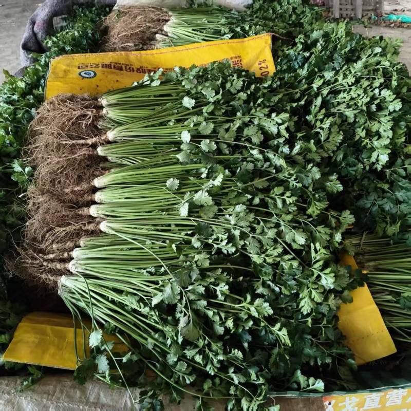 本地香菜大量上市产地一手货源大量现货供应需要的联系价格美