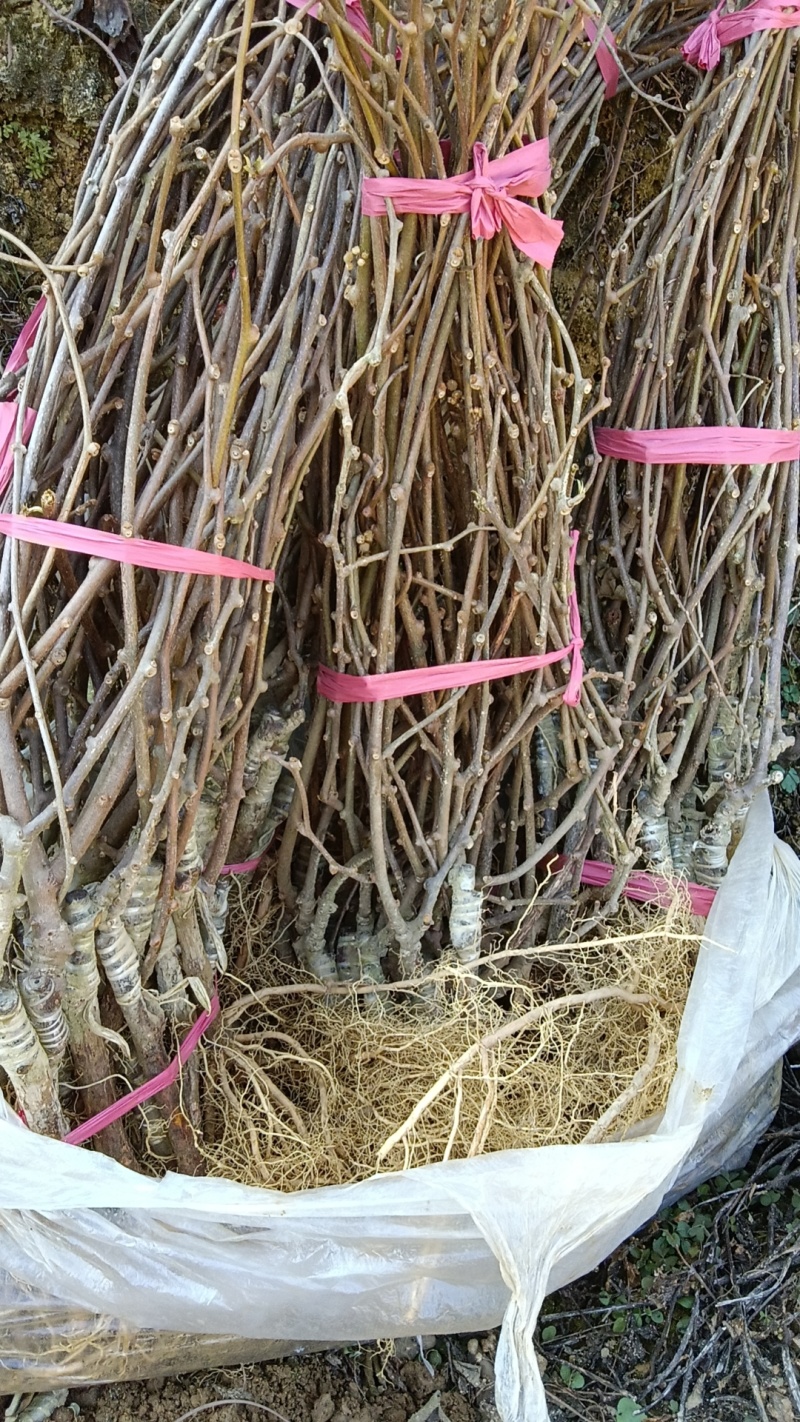 各种猕猴桃苗木。
