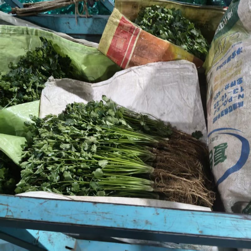 本地香菜大量上市产地一手货源大量现货供应需要的联系价格美
