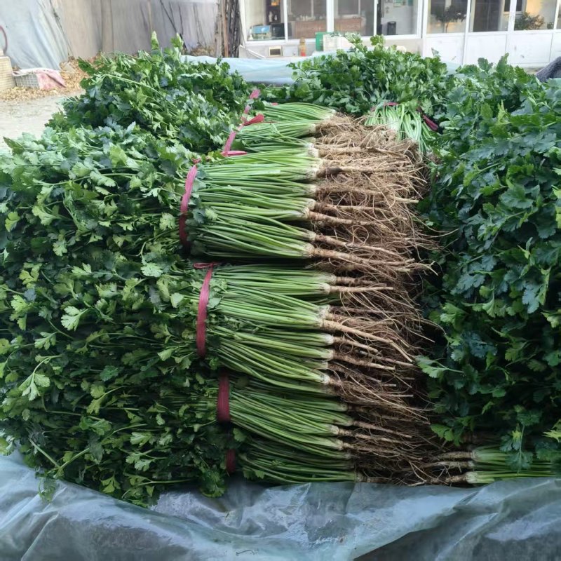 本地香菜大量上市产地一手货源大量现货供应需要的联系价格美