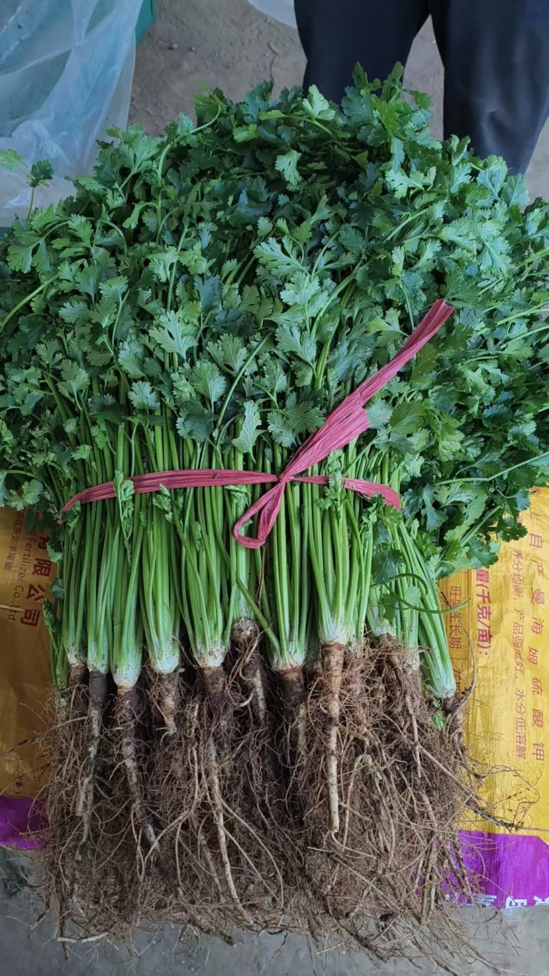 本地香菜大量上市产地一手货源大量现货供应需要的联系价格美