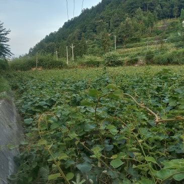各种猕猴桃苗木。