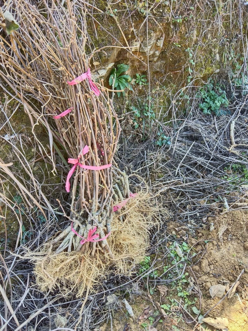 各种猕猴桃苗木。