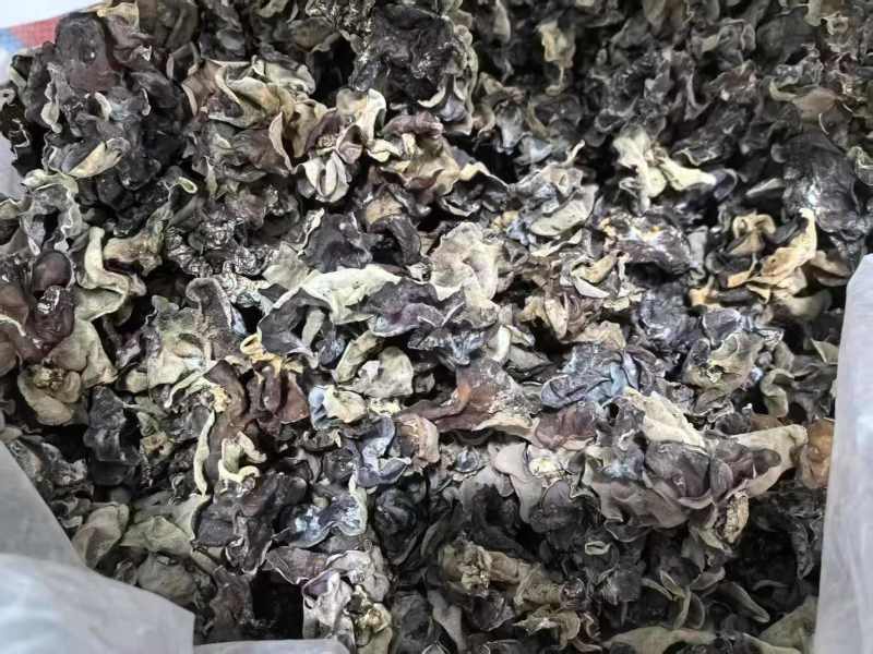 毛木耳