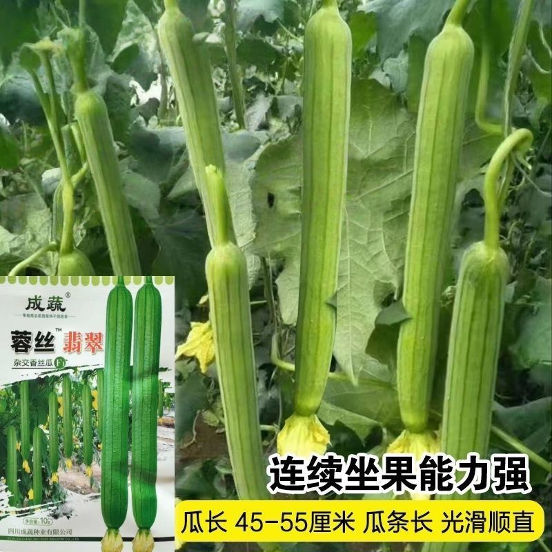 蓉丝翡翠丝瓜种子耐热长香丝瓜种籽早熟长棒高产节节有瓜