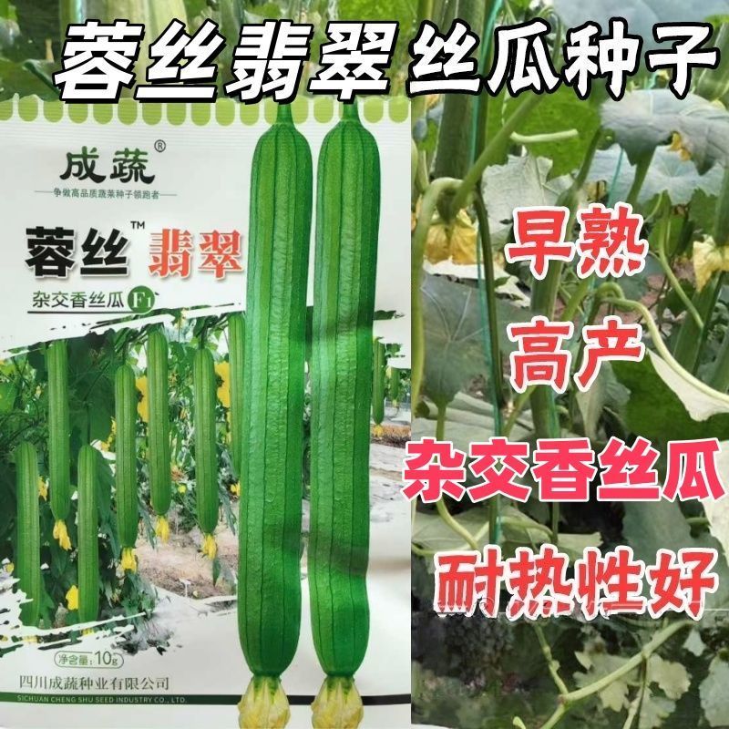 蓉丝翡翠丝瓜种子耐热长香丝瓜种籽早熟长棒高产节节有瓜