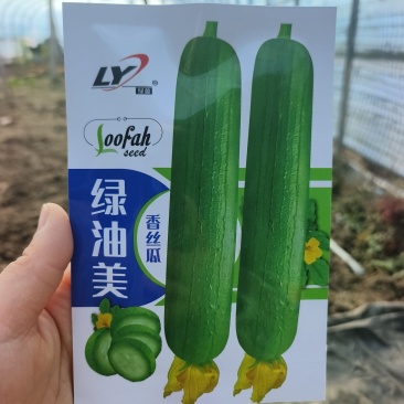山东寿光绿油美杂交短棒香丝瓜种子早熟味甜高产丝瓜种籽春季