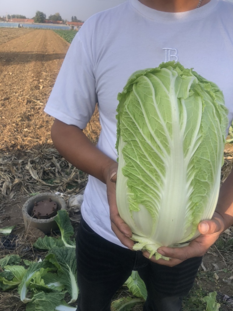 白菜大量上市现在开始接受订单，价格非常合适