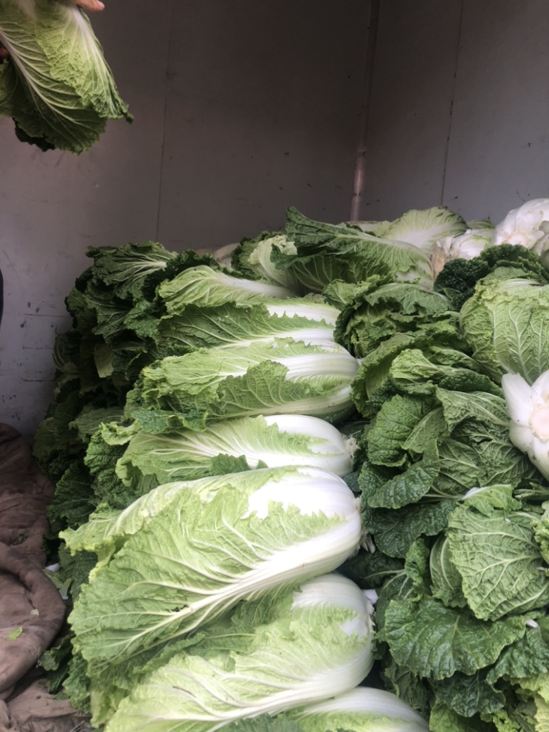 白菜大量上市现在开始接受订单，价格非常合适