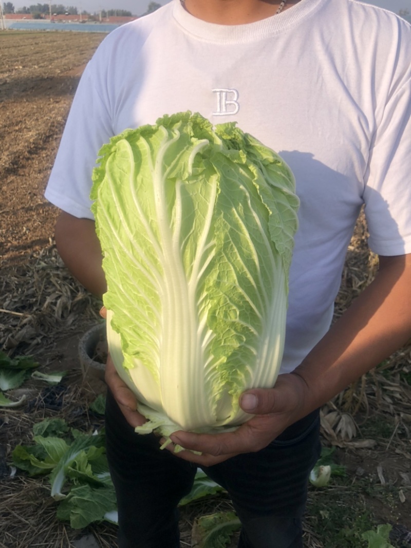白菜大量上市现在开始接受订单，价格非常合适
