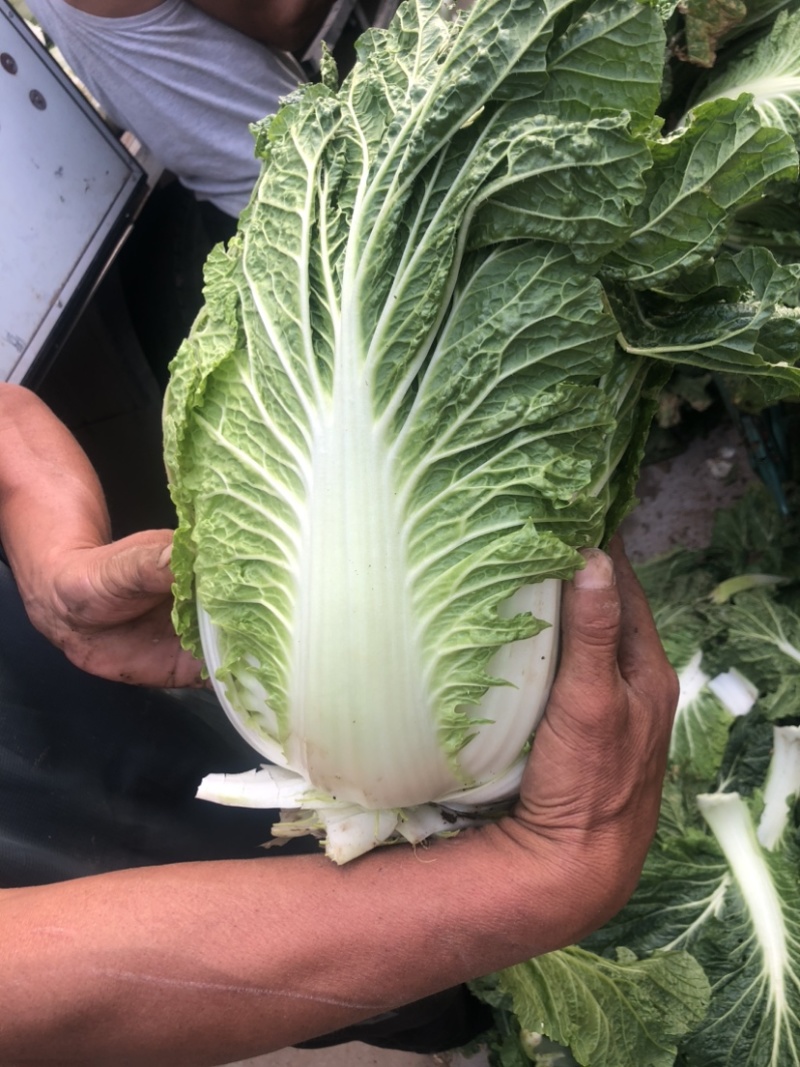 白菜大量上市现在开始接受订单，价格非常合适