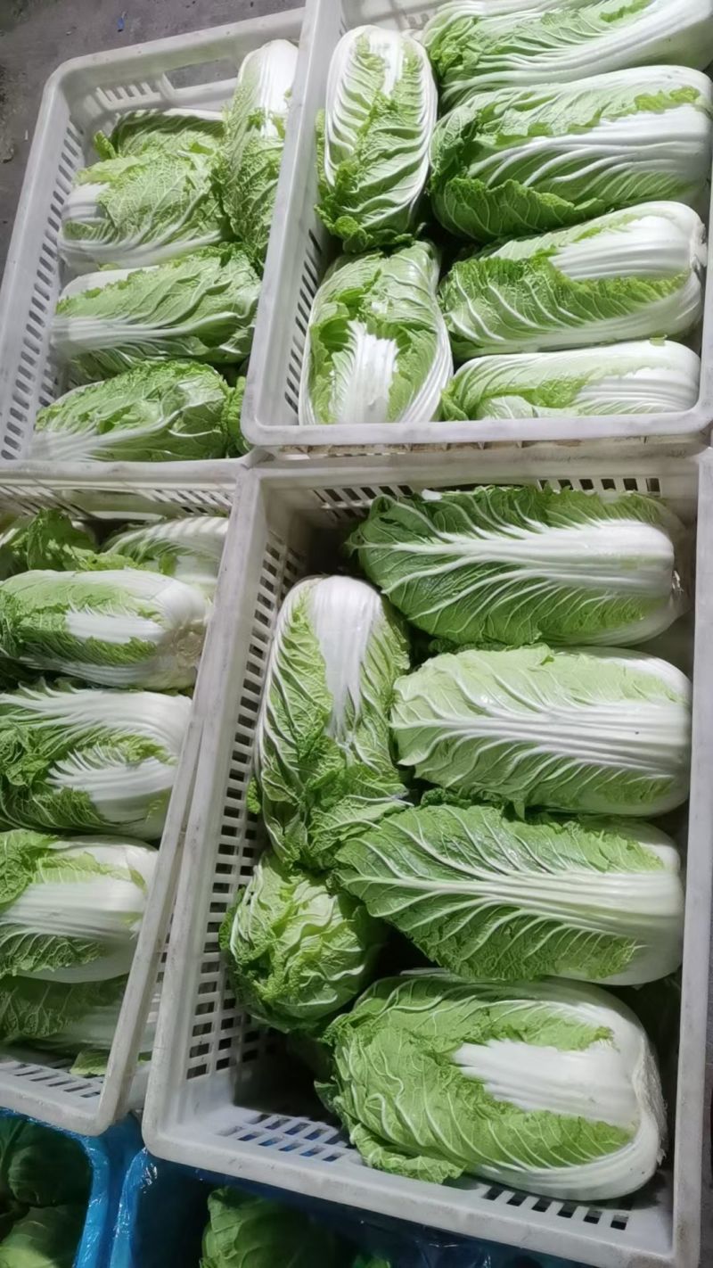 黄心白菜
