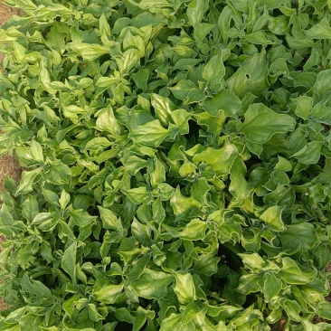 非洲冰草，冰草，大叶，中叶，小叶，大量供应