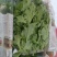 非洲冰草，冰草，大叶，中叶，小叶，大量供应