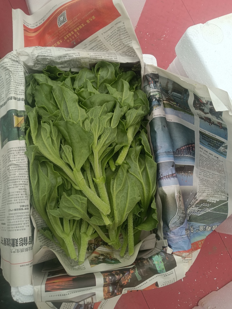 非洲冰草，冰草，大叶，中叶，小叶，大量供应