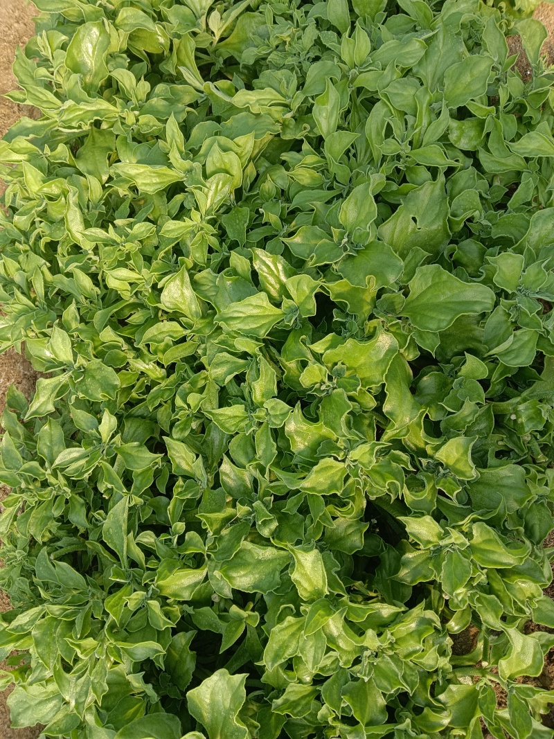 非洲冰草，冰草，大叶，中叶，小叶，大量供应
