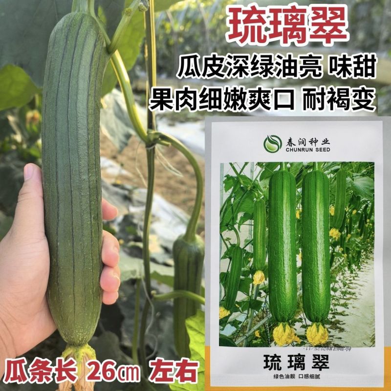 琉璃翠丝瓜种子杂交早熟深绿色油亮短棒丝瓜种子耐褐变丝瓜种