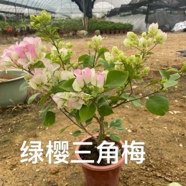 各种三角梅盆苗