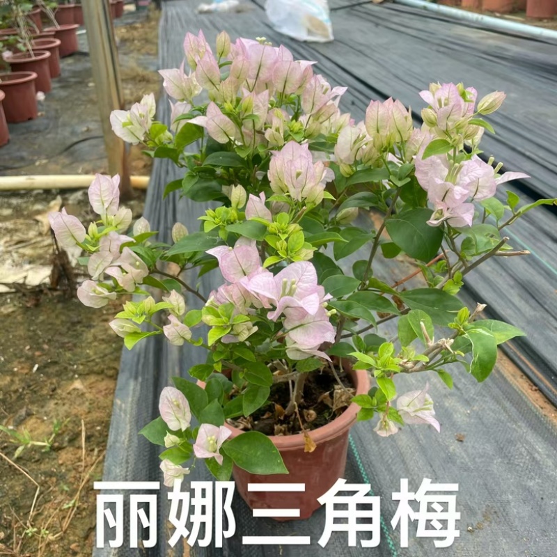 各种三角梅盆苗