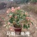 各种三角梅盆苗