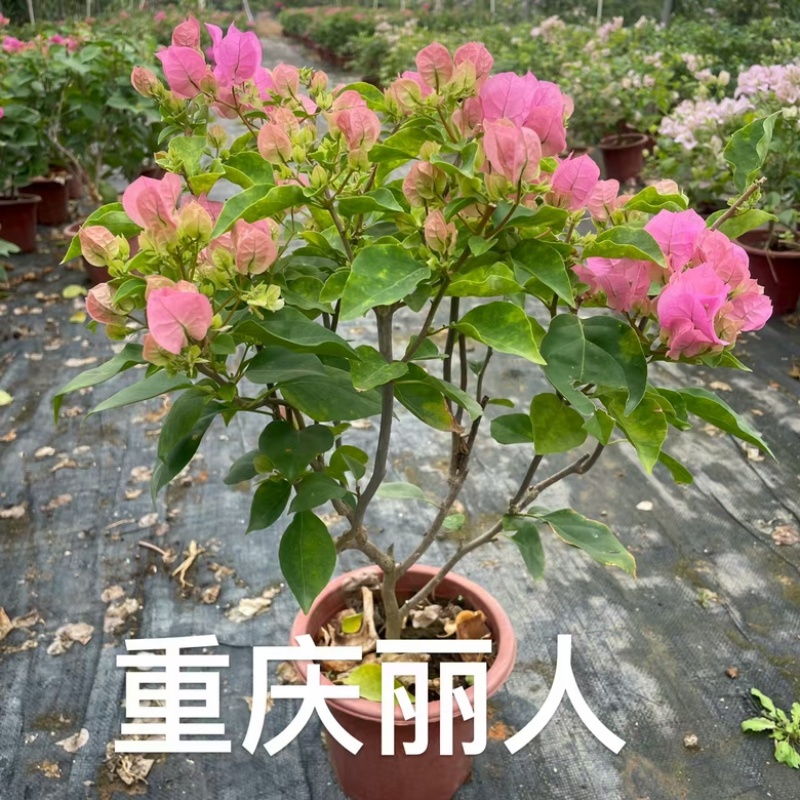 各种三角梅盆苗