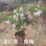 各种三角梅盆苗