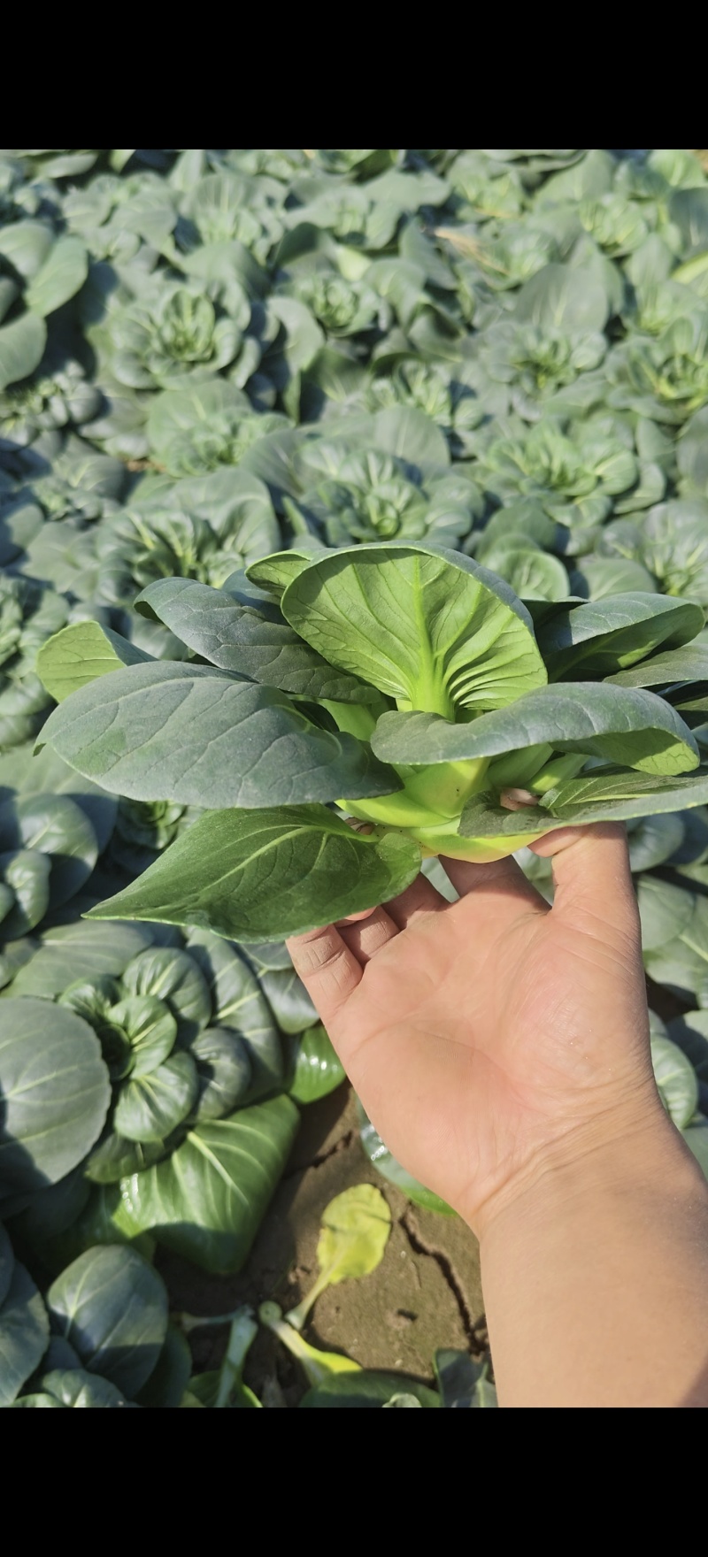 黑菜，太湖菜，趴趴菜，苏州青