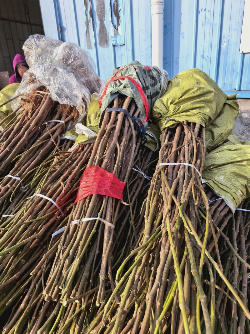 威海青皮无花果树苗