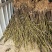 威海青皮无花果树苗