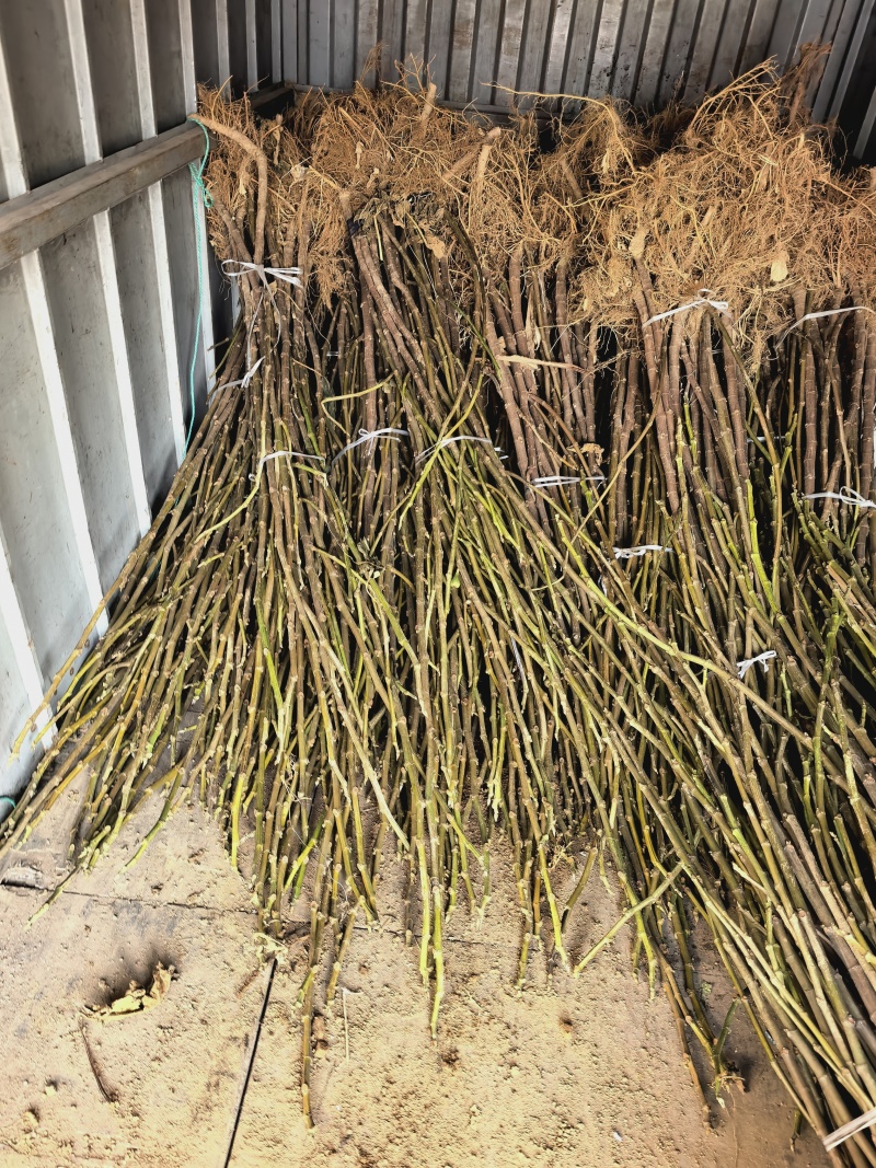 威海青皮无花果树苗