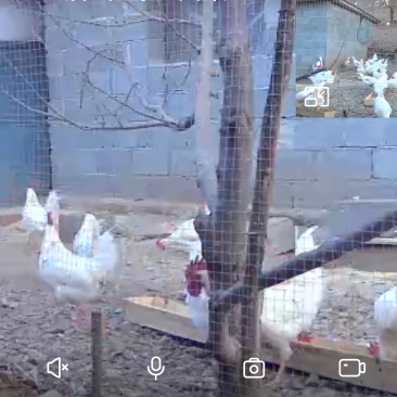 山上散养土鸡，粮食瓜果喂养，跑山运动，肉质鲜美，形体**