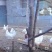 山上散养土鸡，粮食瓜果喂养，跑山运动，肉质鲜美，形体**