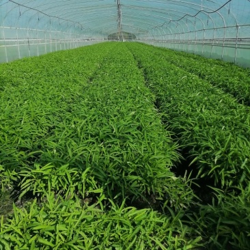 空心菜，青杆，白杆，产地直发