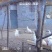 山上散养土鸡，粮食瓜果喂养，跑山运动，肉质鲜美，形体**