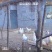 山上散养土鸡，粮食瓜果喂养，跑山运动，肉质鲜美，形体**