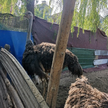 急售两只鸵鸟，***********