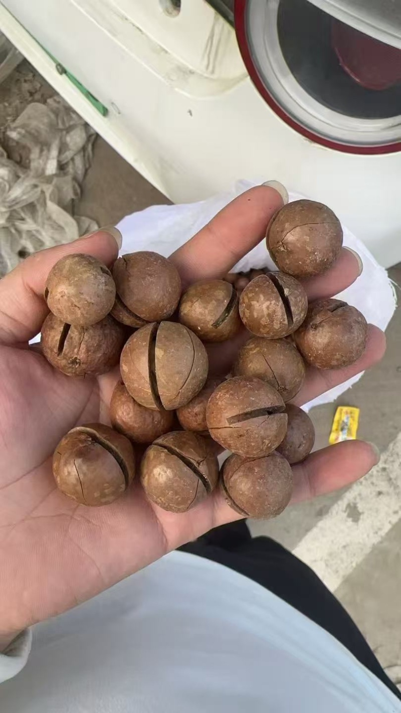 河南精品坚果/夏威夷果/量大价优/可视频看货/欢迎下单