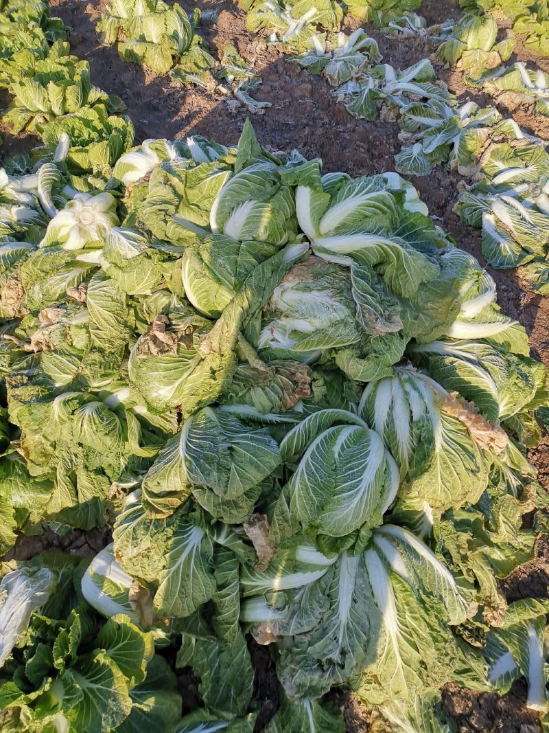 半心黄心白菜