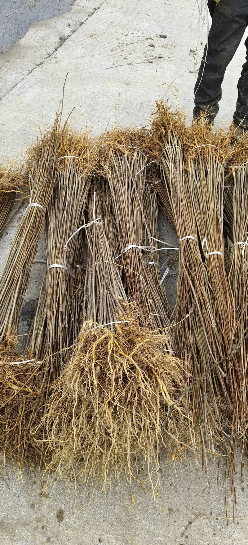 厚皮川黄柏苗